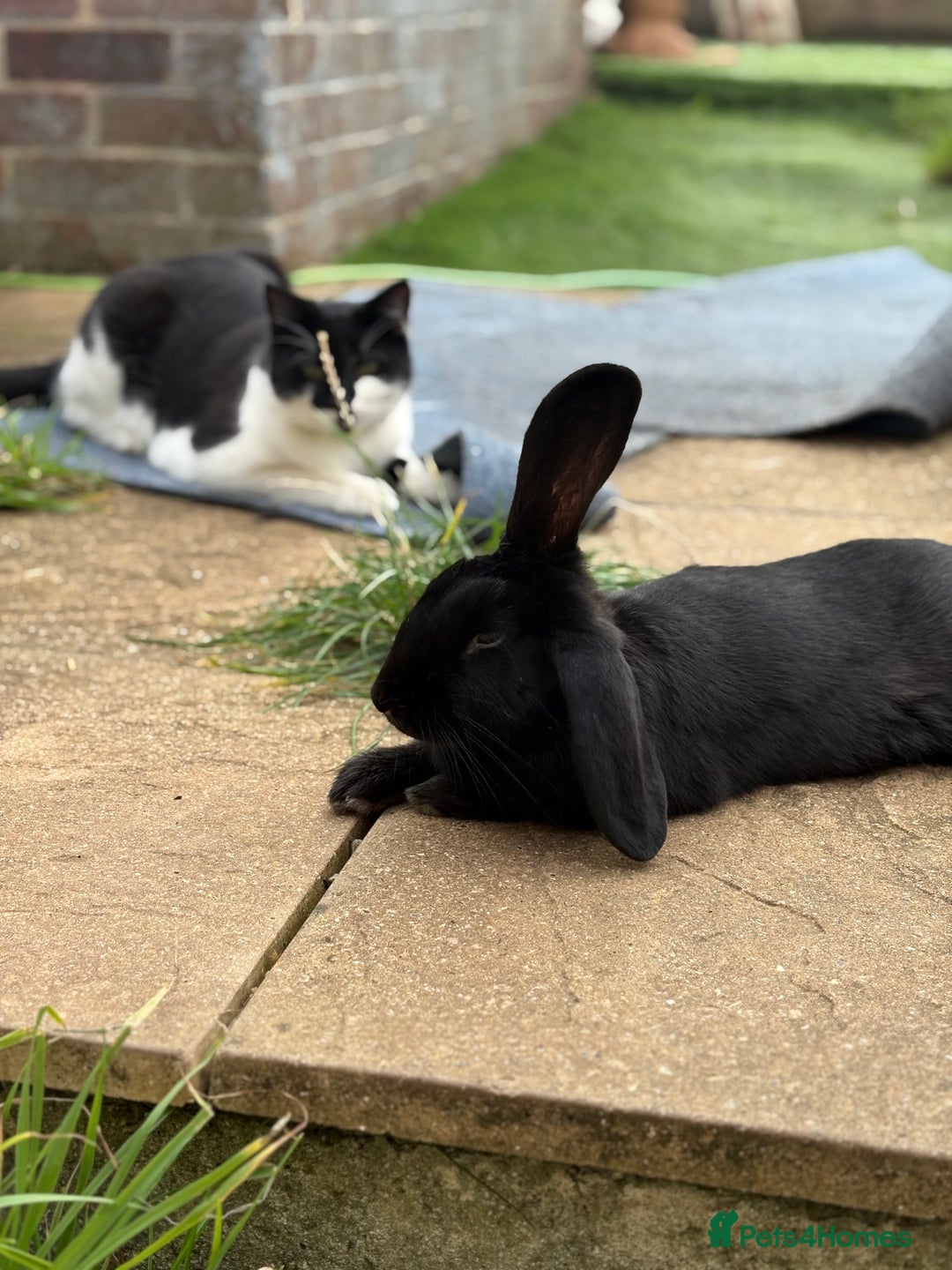 English rabbits for sale: Black rabbit named willow  - Image 2