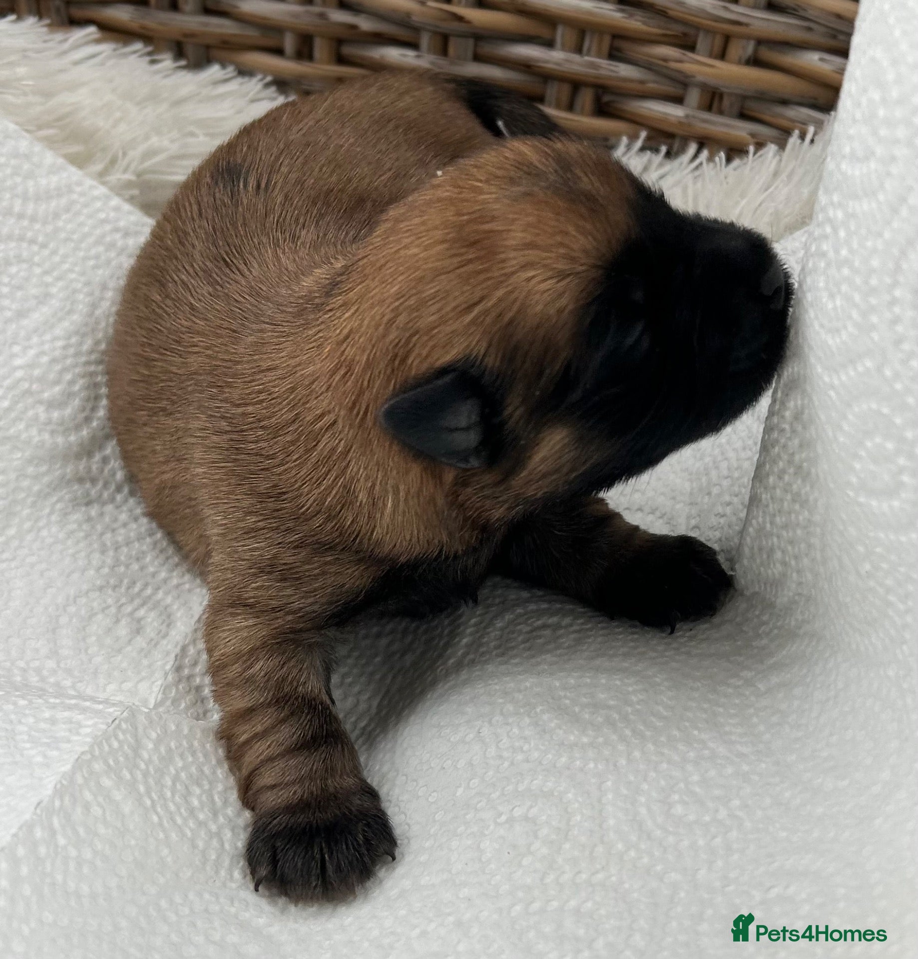 Cairn Terrier dogs Gorgeous Cairn Terrier Puppys - Advert 2