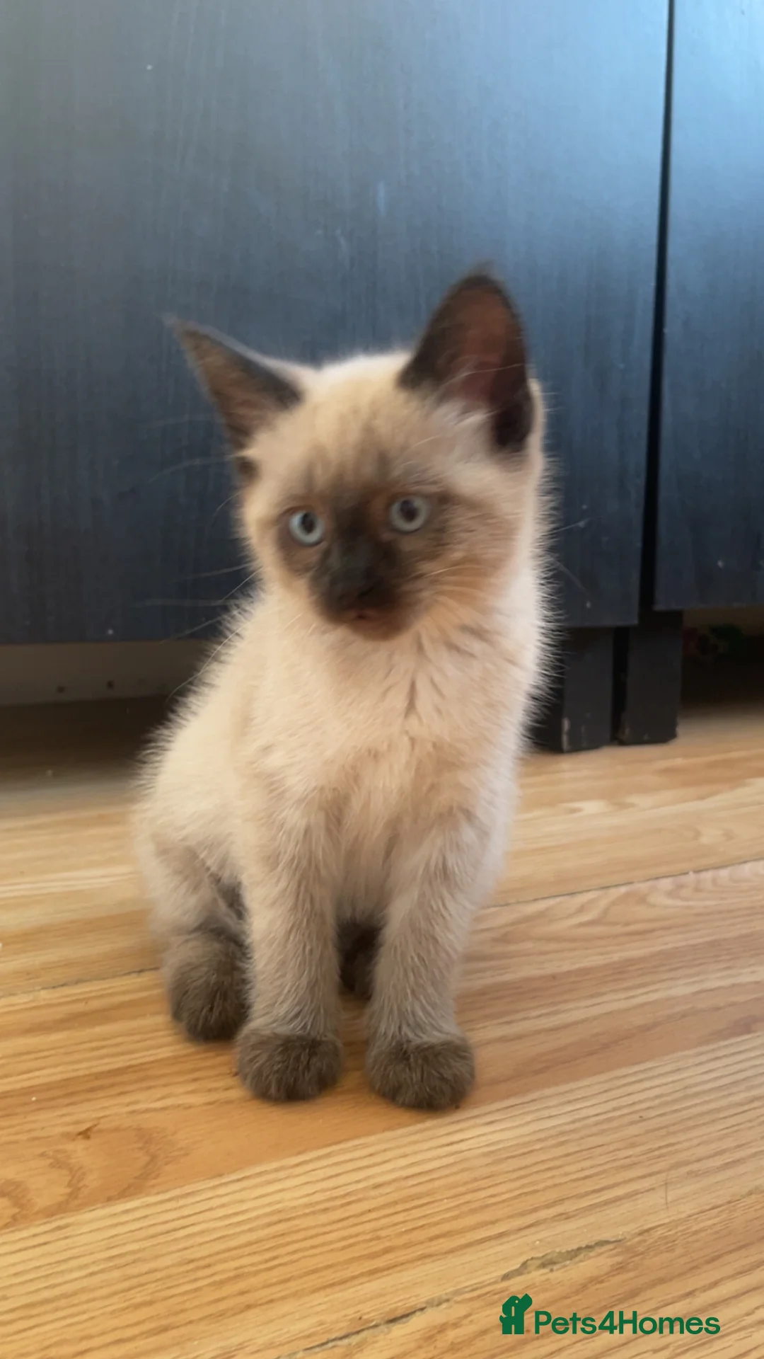 Mixed Breed cats for sale: 2 beautiful white boys  - Advert 1