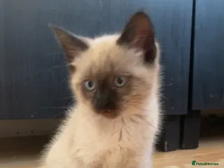 Mixed Breed cats 2 beautiful white boys - Advert 1