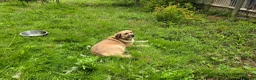 Mixed Breed dogs for adoption: Jhoana for adoption in Hastings - Advert 2