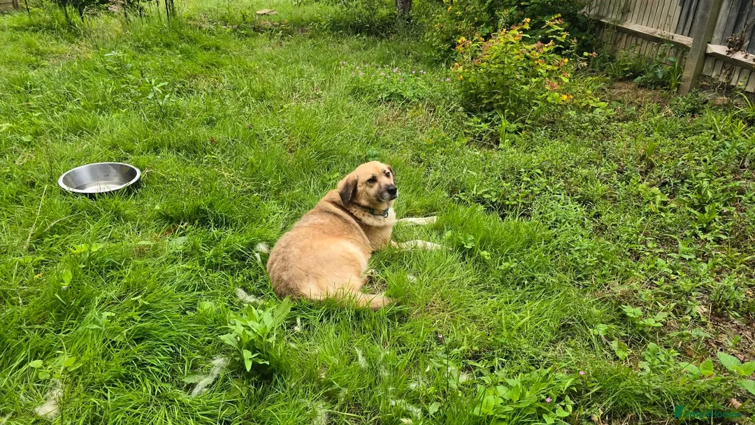 Mixed Breed dogs for adoption: Jhoana for adoption in Hastings - Advert 2
