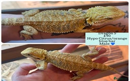 Bearded Dragon reptiles for sale: Hypo Baby Bearded Dragons - Image 4