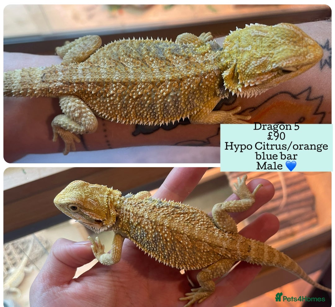 Bearded Dragon reptiles for sale: Hypo Baby Bearded Dragons - Image 4