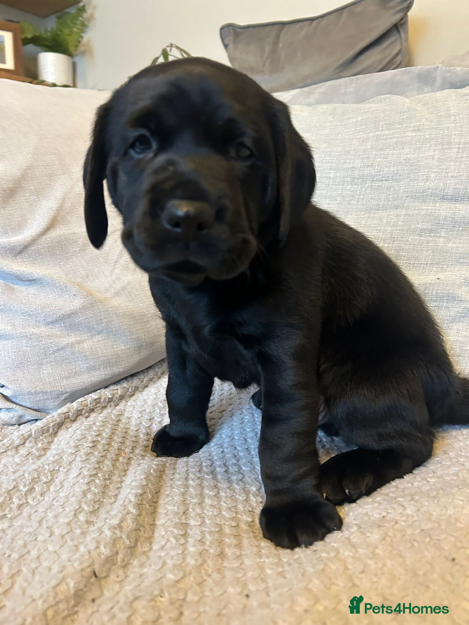 Labrador Retriever dogs Labrador puppies  - Advert 2