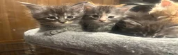 Maine Coon cats for sale: Maine Coon Kittens  - Advert 8