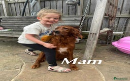 Irish Doodle dogs for sale: IRISH DOODLE puppies for sale - Image 6