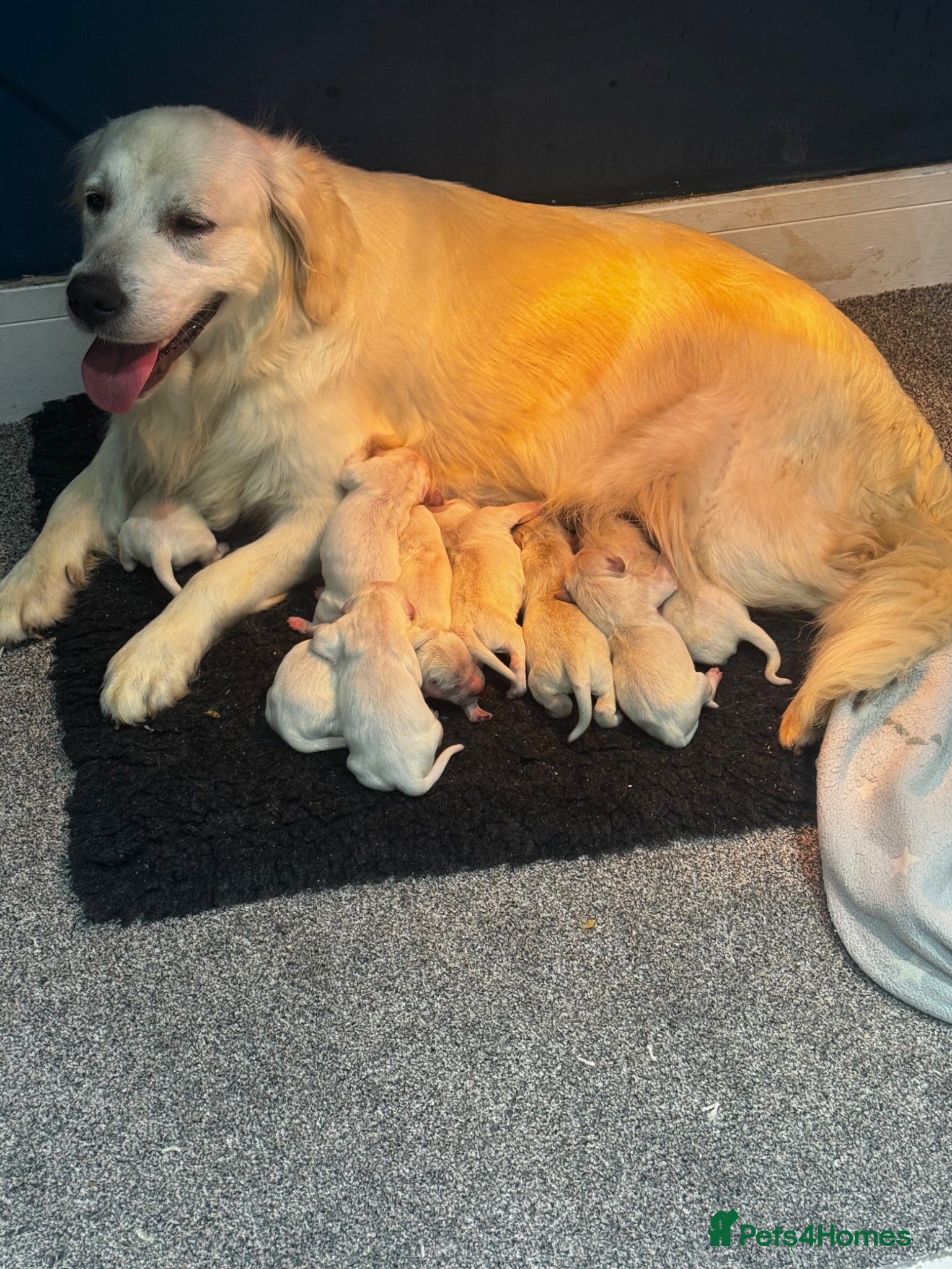 Golden Retriever dogs 9 exceptional Golden retriever  - Advert 1