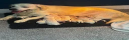 Golden Retriever dogs for sale: 9 exceptional Golden retriever  - Advert 1