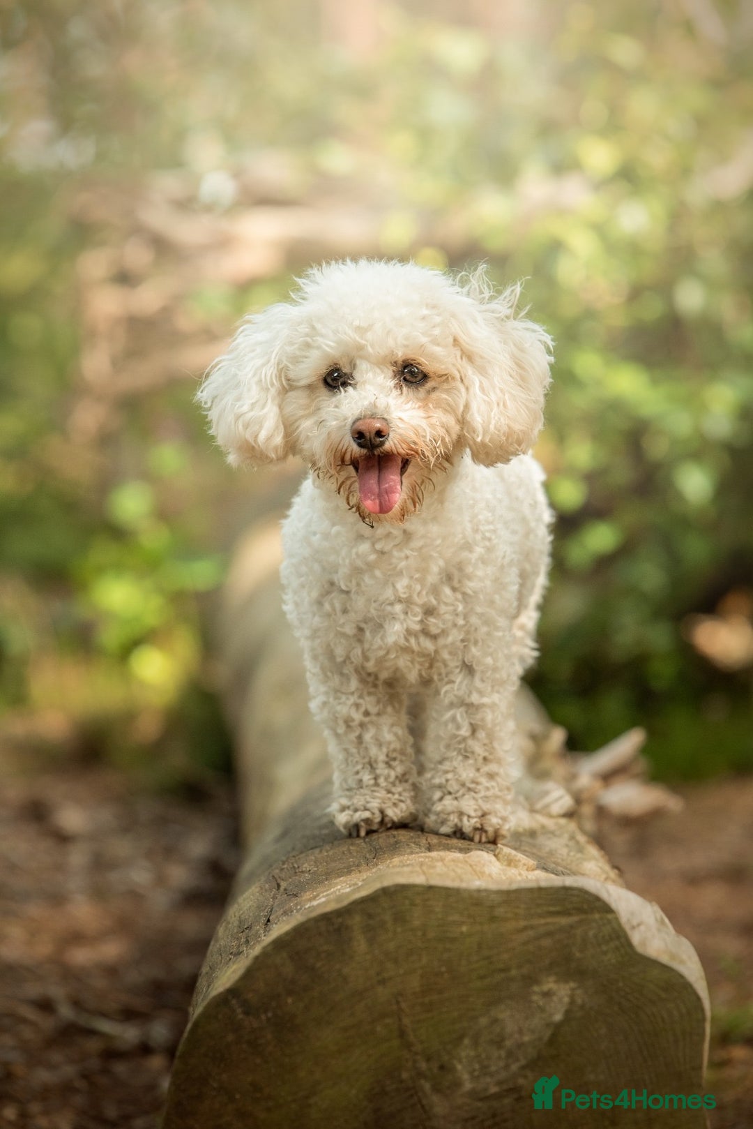 Mixed Breed dogs for sale: Rosie - Poochon sisters for sale - Advert 3