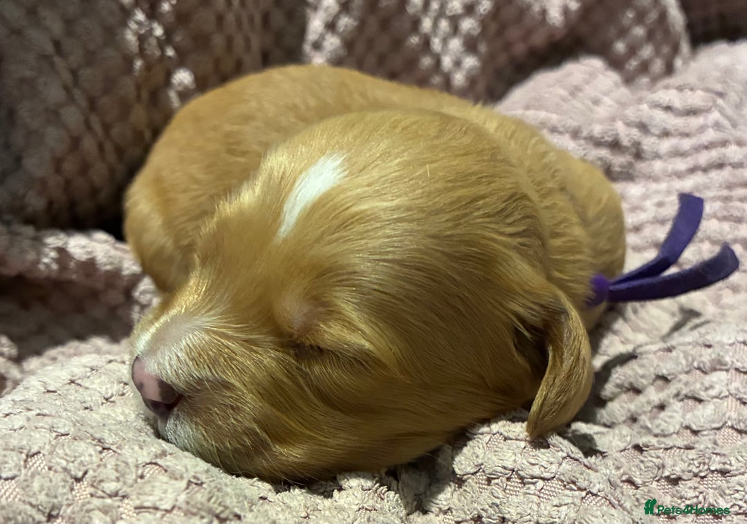 Australian Labradoodle dogs for sale: Australian Labradoodle, exceptional homes only - Advert 7