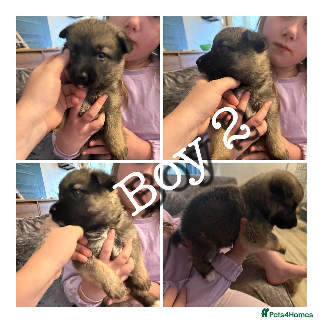 Mixed Breed dogs for sale: (REDUCED 2 LEFT) Stunning Shepkita puppies  - Image 4