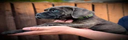 Cane Corso dogs for sale: 🐾 Balestra Magica Corso – Litter “K” 🐾 IKC/FCI - Advert 19