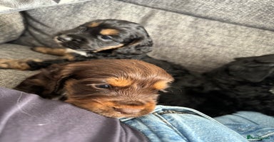 Cockapoo dogs - Advert 15