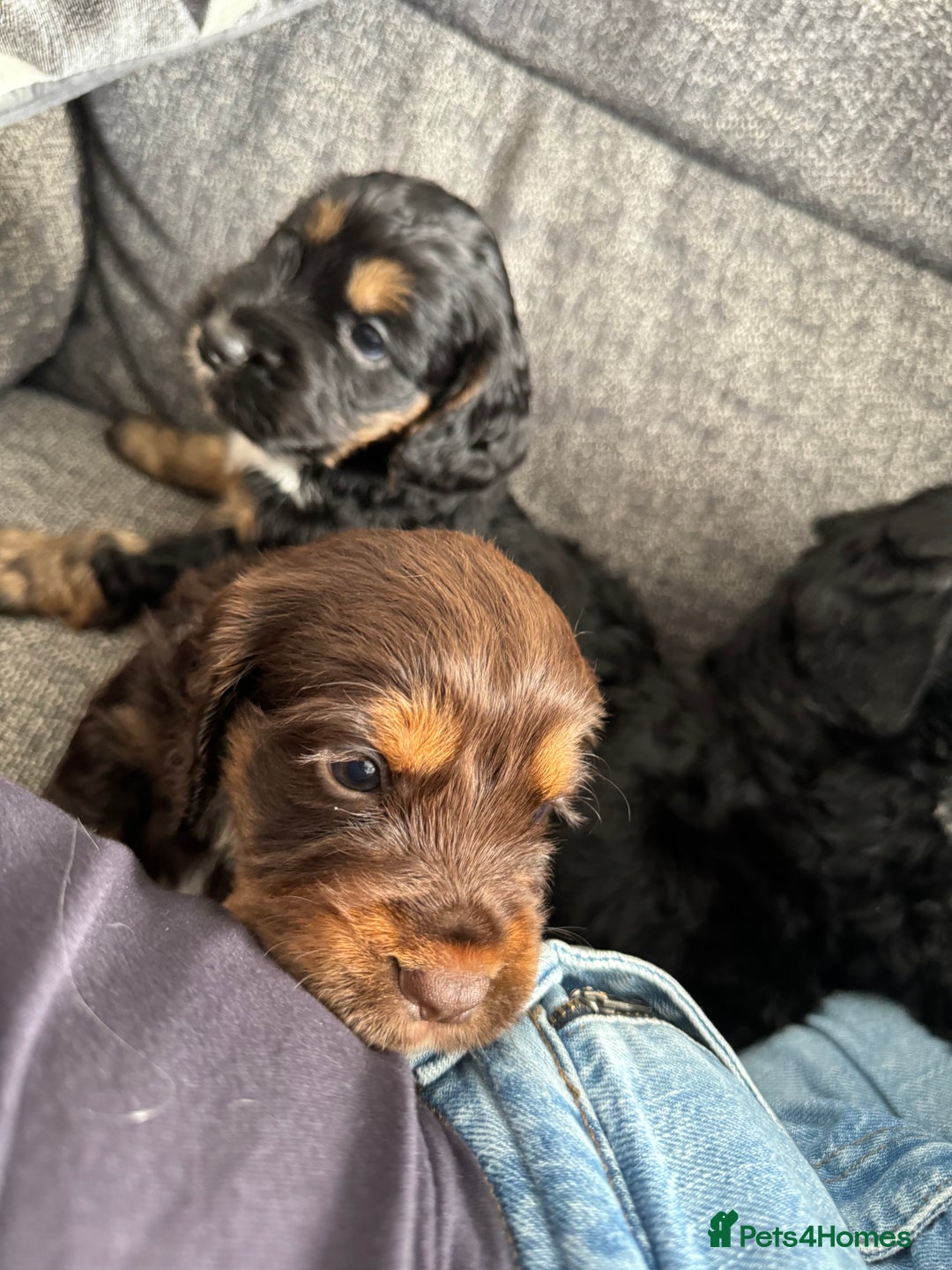 Cockapoo dogs for sale: Cockapoo Puppies - Image 2