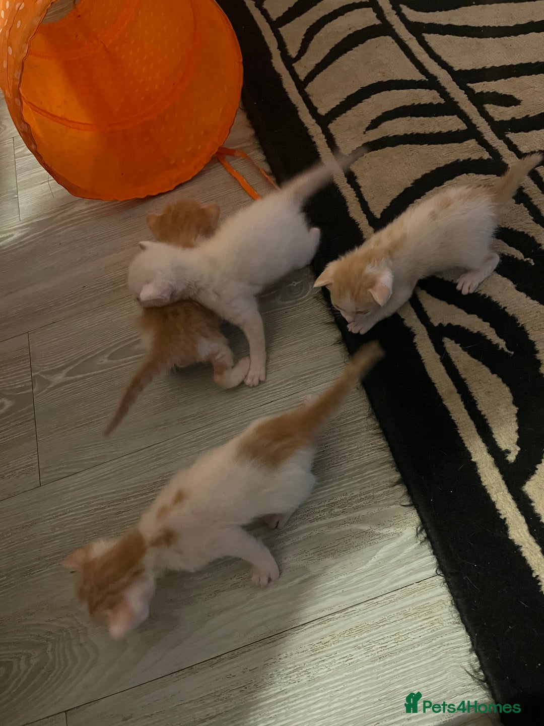 Oriental cats for sale: Gorgeous oriental kittens  - Advert 20