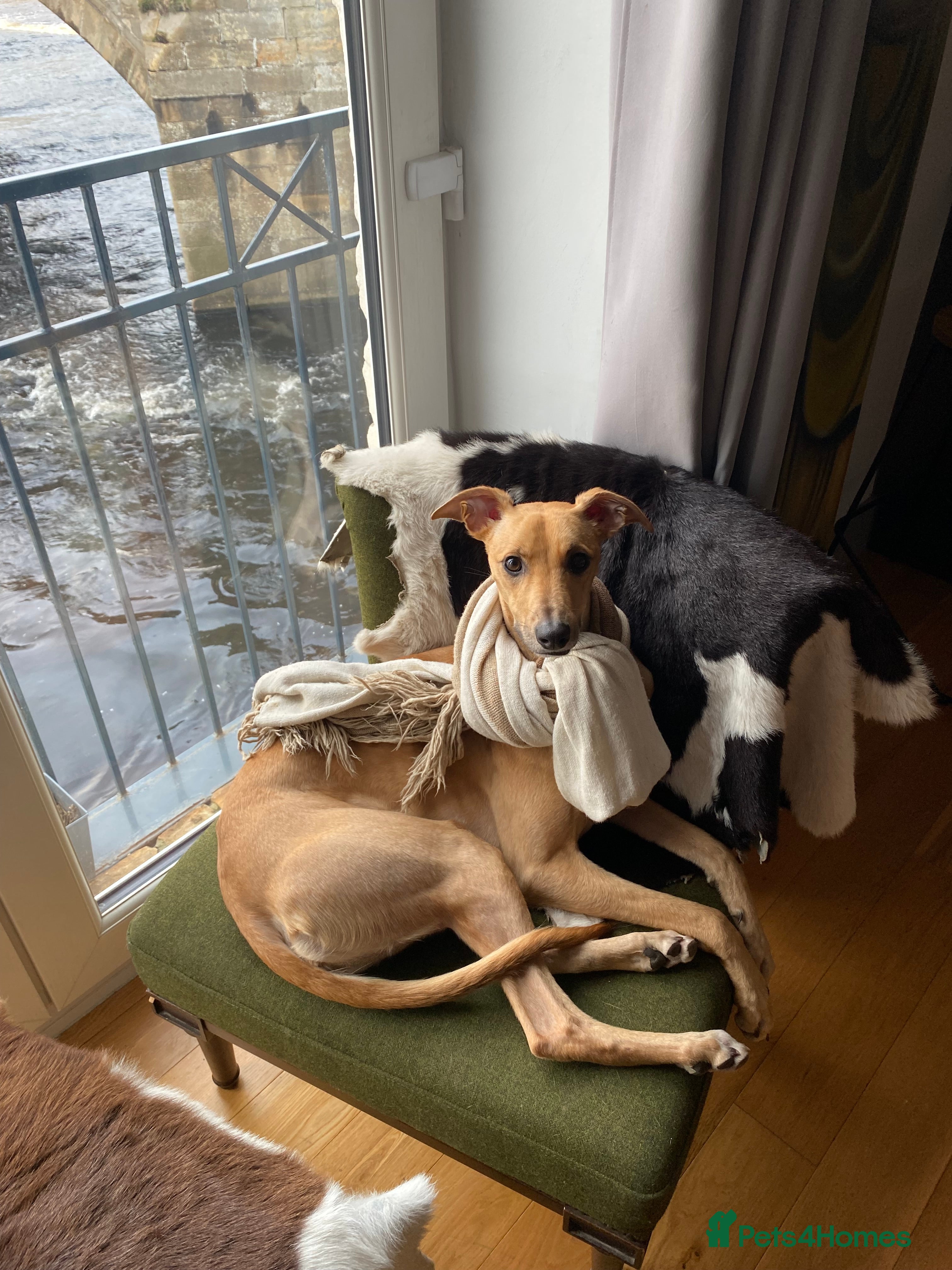 Mixed Breed dogs Lillie  - Advert 5