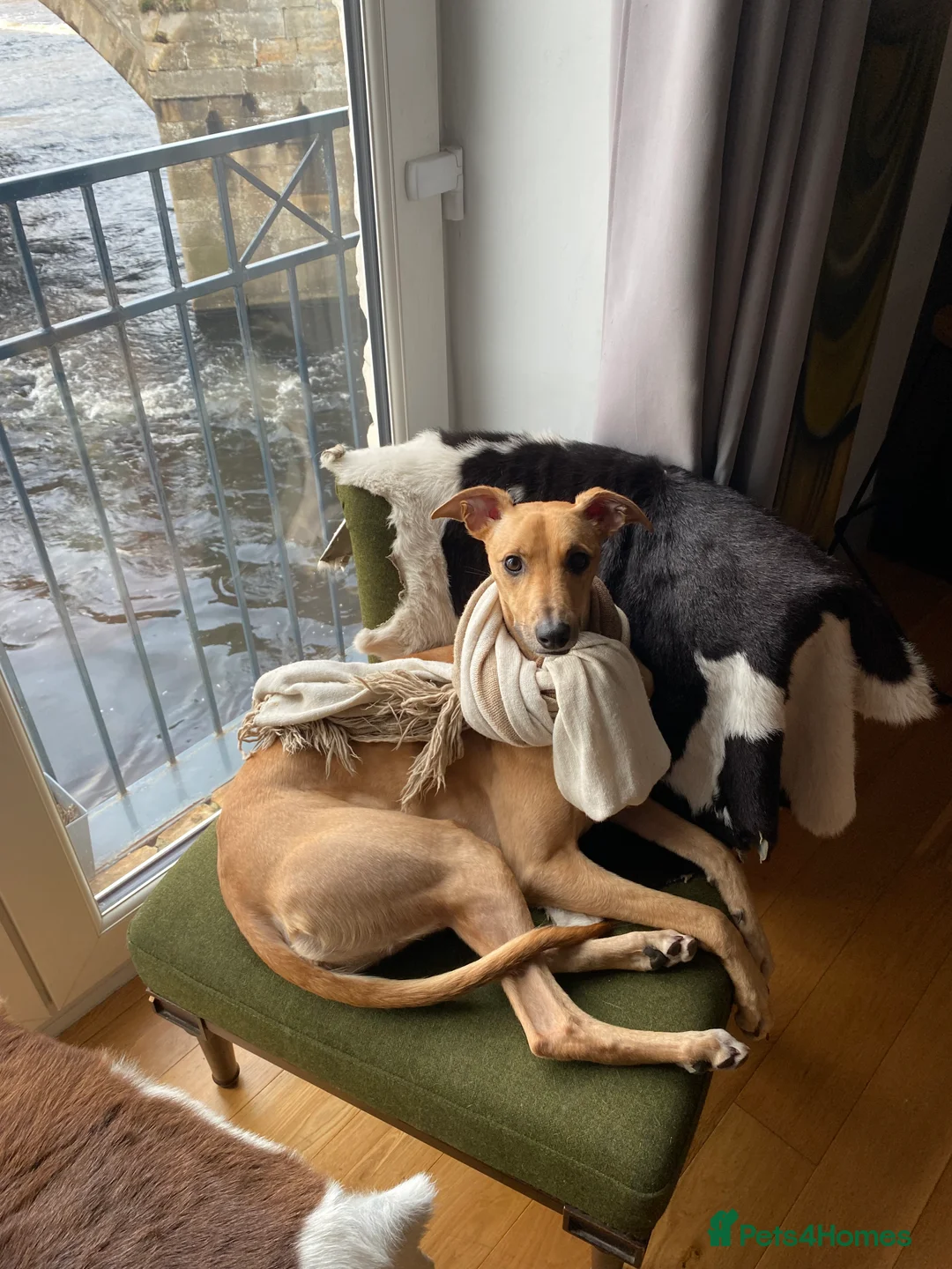 Mixed Breed dogs for sale: Lillie  - Advert 9