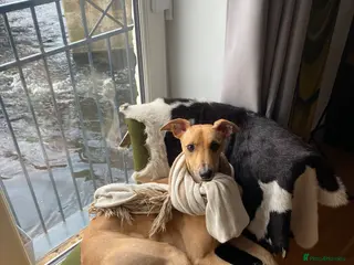 Mixed Breed dogs Lillie - Advert 5
