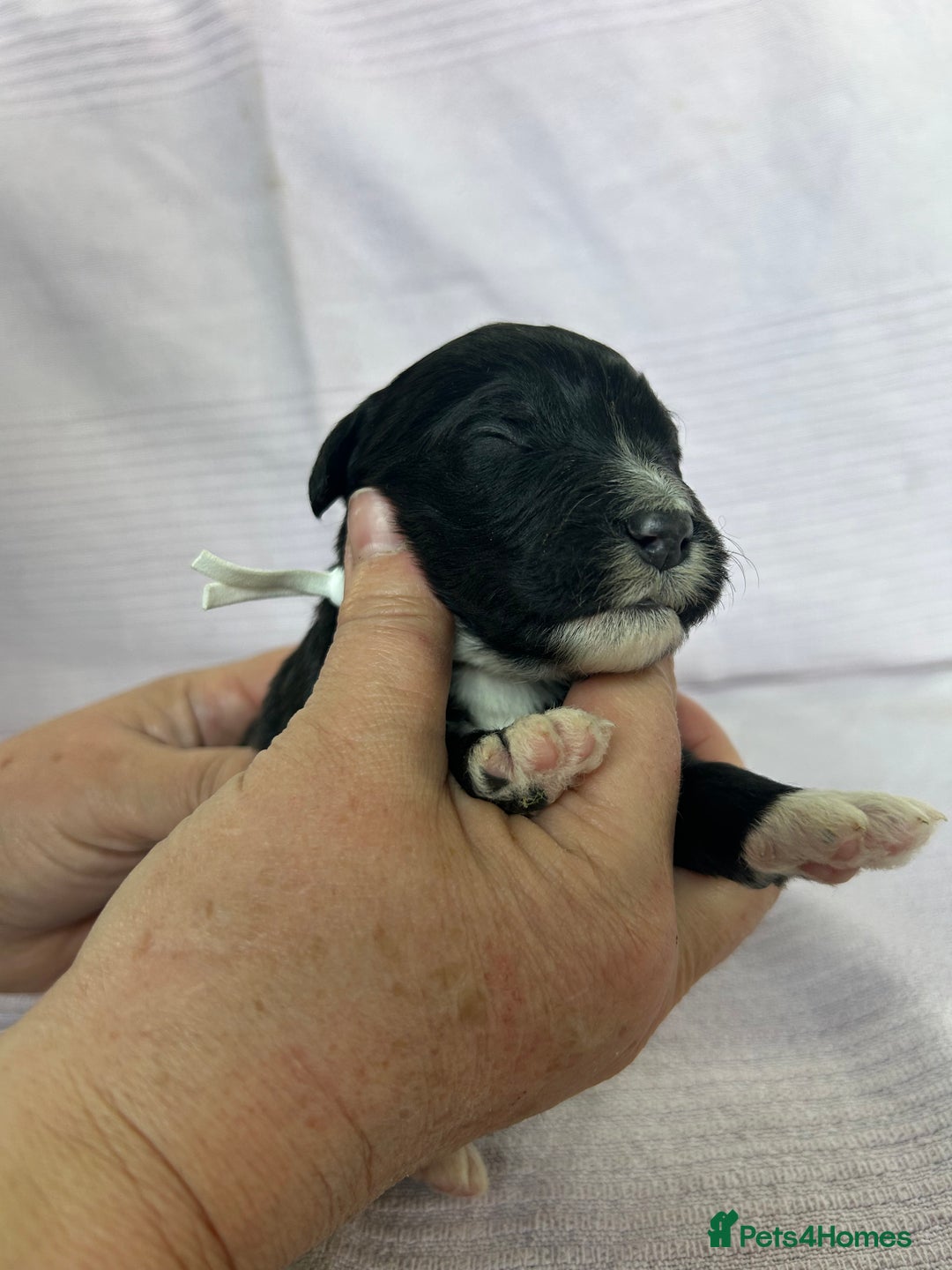 Bernedoodle dogs for sale: F1 standard Bernedoodle puppies. Licensed breeder - Image 15