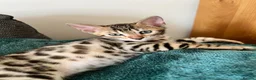 Bengal cats for sale: Brown Bengal Boy (last one) - Advert 7