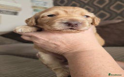 Cockapoo dogs for sale: Female cockapoo cream/beige - Image 4