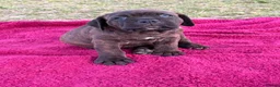 Mixed Breed dogs for sale: Cane Corso x Dogue de Bordeux stunning litter of 9 in Pulborough - Advert 36