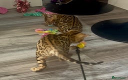 Bengal cats for sale: Beautiful 5 Generation Pedigree Kittens in London  - Image 8