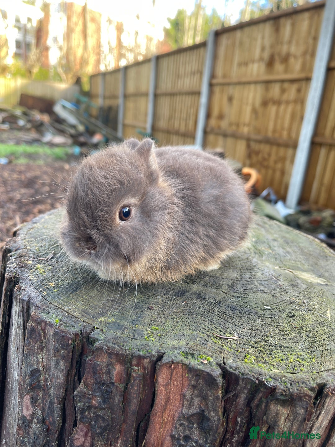 Netherland Dwarf rabbits for sale: Real Netherland Dwarf   - Advert 25