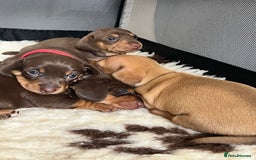 Miniature Dachshund dogs for sale: KC Miniature Dachshunds - Image 5
