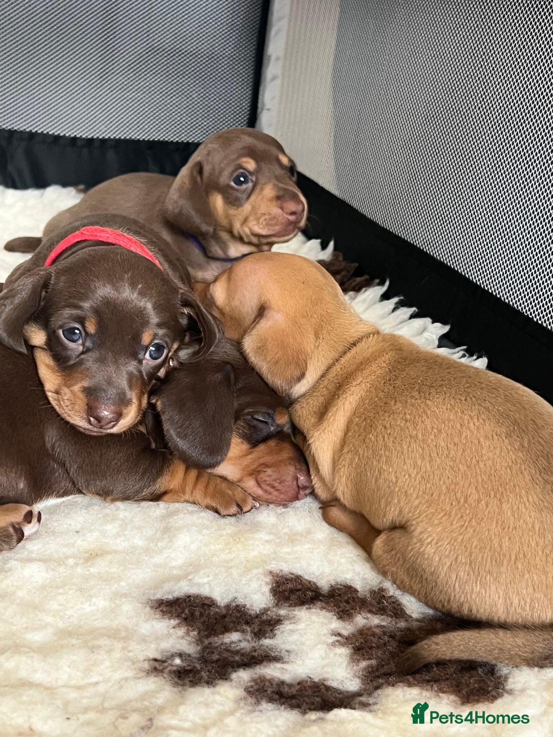 Miniature Dachshund dogs for sale: KC Miniature Dachshunds - Image 5