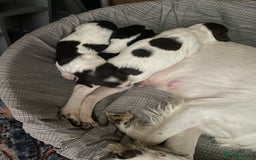 Sprocker dogs for sale: Gorgeous Sprocker Spaniel Puppies 🐶 - Image 15