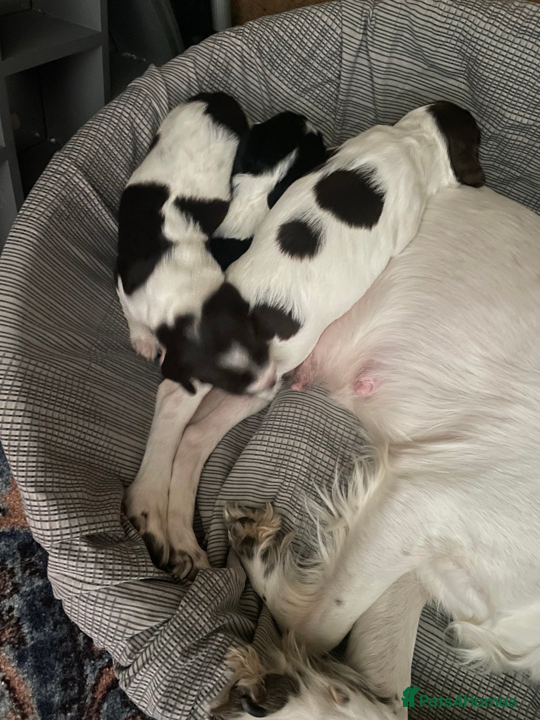 Sprocker dogs for sale: Gorgeous Sprocker Spaniel Puppies 🐶 - Image 15
