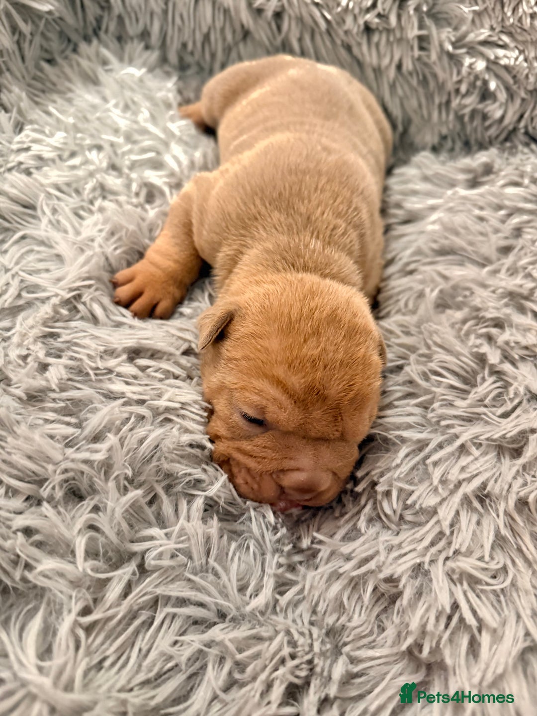 Mixed Breed dogs for sale: Gawjuss Bullpei Puppies 🐶 - Advert 21