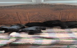 Scottish Terrier dogs for sale: Kc registered scottish terrier pups  - Image 14