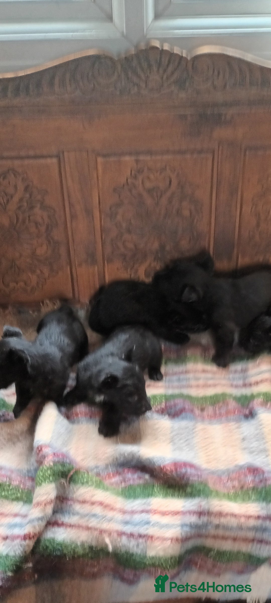 Scottish Terrier dogs for sale: Kc registered scottish terrier pups  - Image 14
