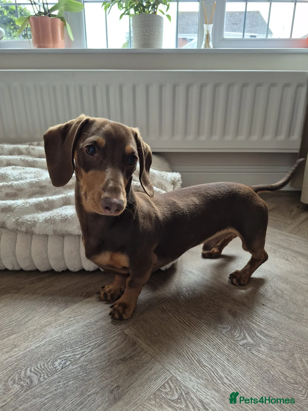 Miniature Dachshund dogs for sale: Miniature dachshund in Stafford - Advert 1