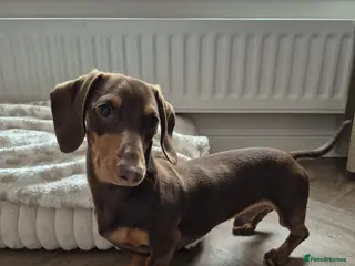 Miniature Dachshund dogs Miniature dachshund - Advert 11