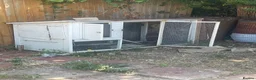 Chickens poultry for sale: 3 Laying chickens  in Peterborough - Advert 4