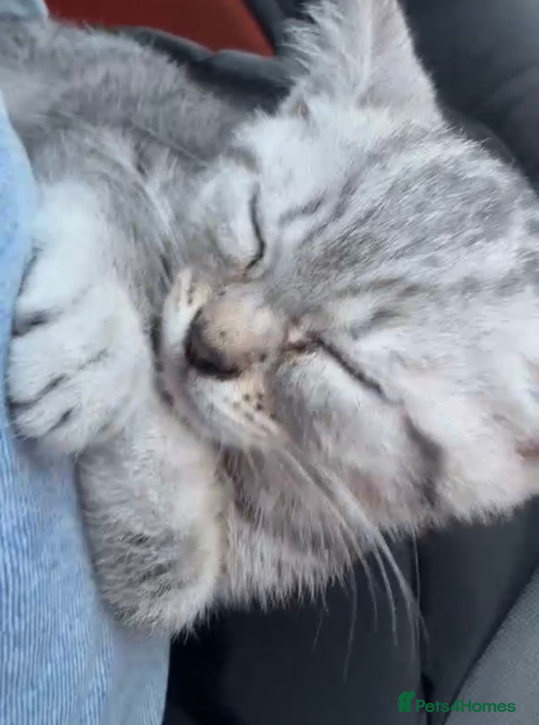 Mixed Breed cats for sale: 2-Month-Old Female Kitten – Healthy & Playful  - Advert 2