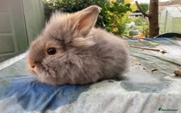 Lionhead rabbits for sale: 9 lionhead babies - Advert 7