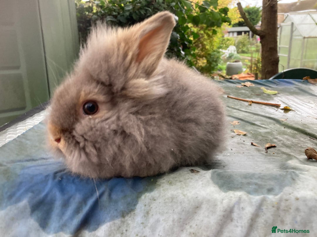 Lionhead rabbits for sale: 9 lionhead babies - Advert 7