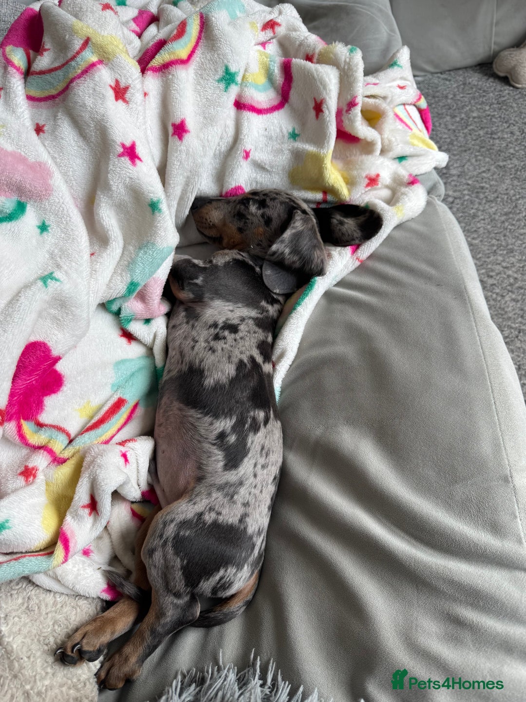 Dachshund dogs for sale: Reggie  - Advert 7