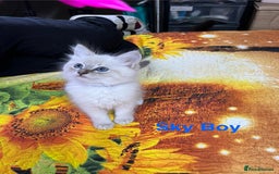 Ragdoll cats for sale: ❗️❤️5 Incredibly Beautiful Ragdoll Kittens❤️🐈  - Image 23