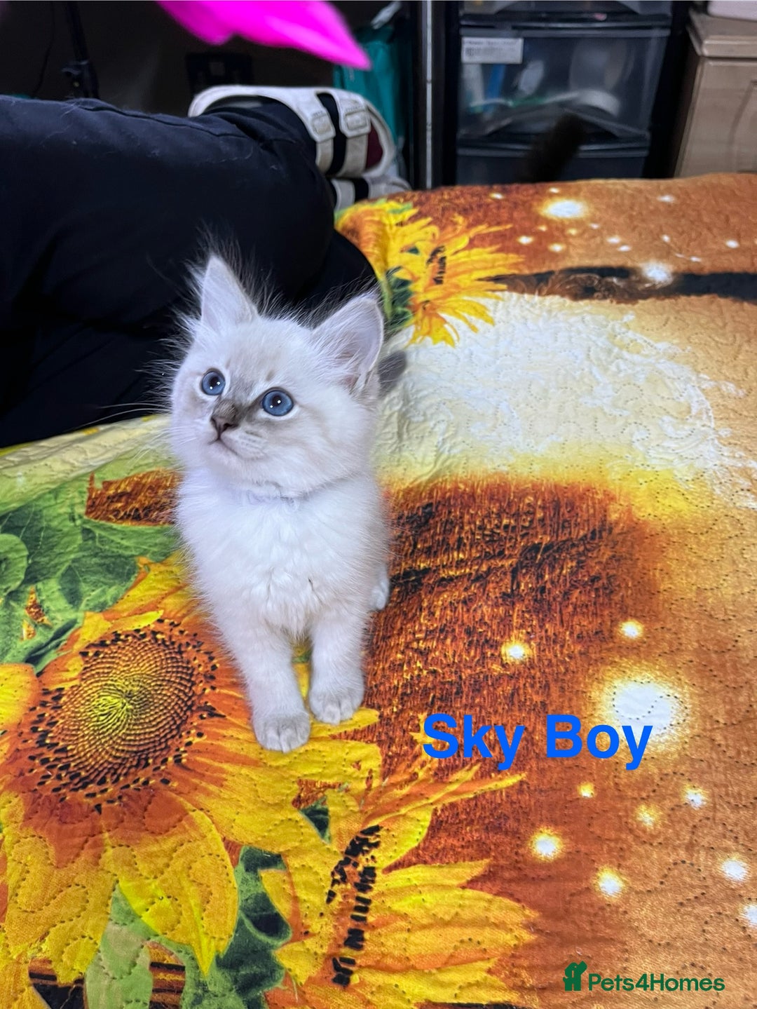 Ragdoll cats for sale: ❗️❤️5 Incredibly Beautiful Ragdoll Kittens❤️🐈  - Image 23