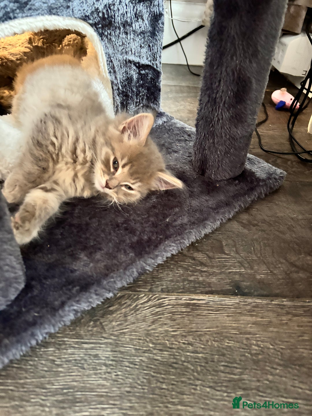 Mixed Breed cats for sale: Stunning Ragdoll x British short hair boy  - Image 10