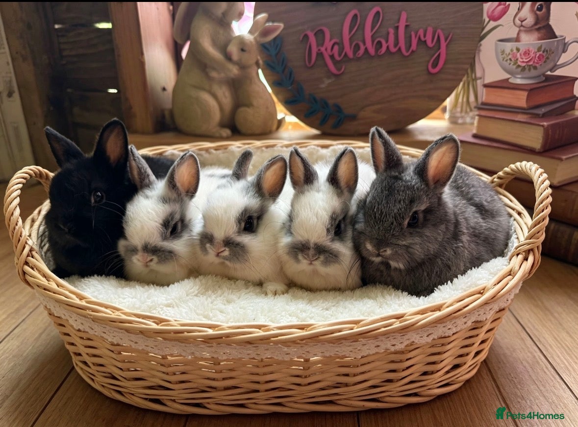 Netherland Dwarf rabbits  Neverland adults free & babie in pic are £100  - Advert 6