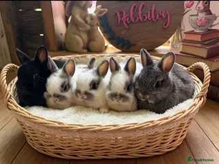 Netherland Dwarf rabbits Neverland adults free & babie in pic are £100 - Advert 6