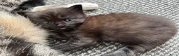 Mixed Breed cats for sale: Baby girl - Advert 2