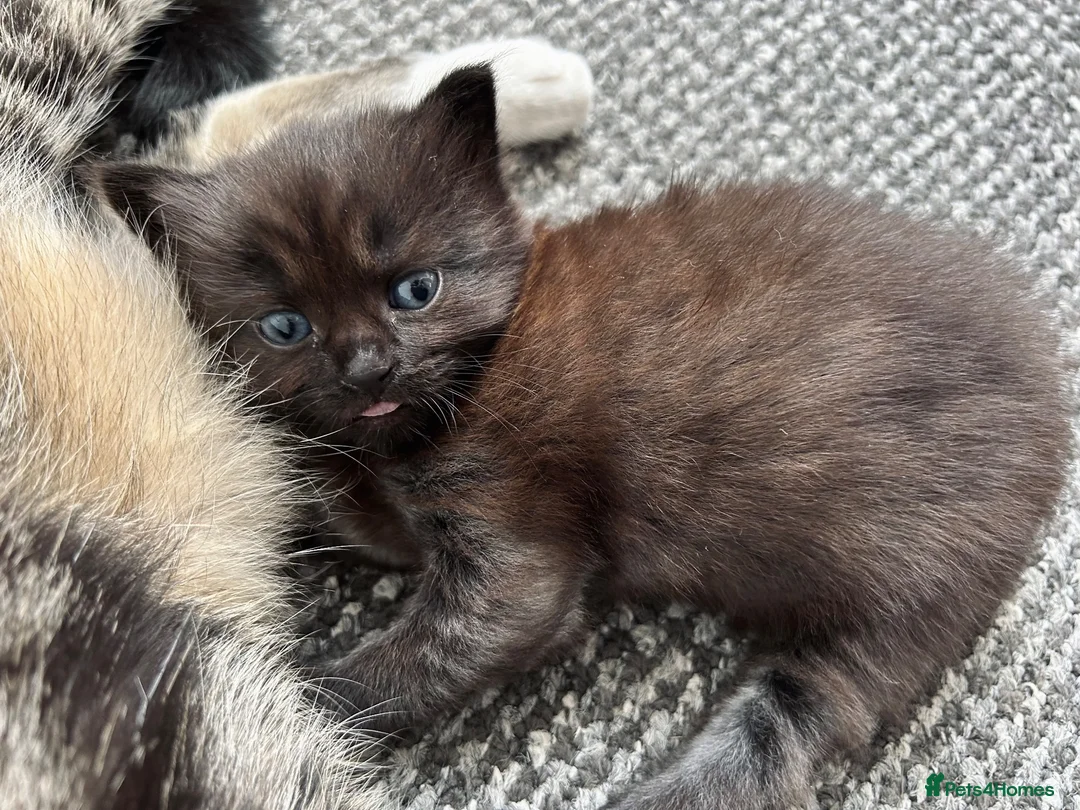Mixed Breed cats for sale: Baby girl - Advert 2
